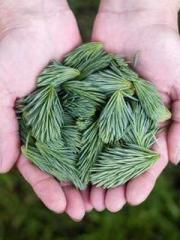 Chen Pingapos;an and